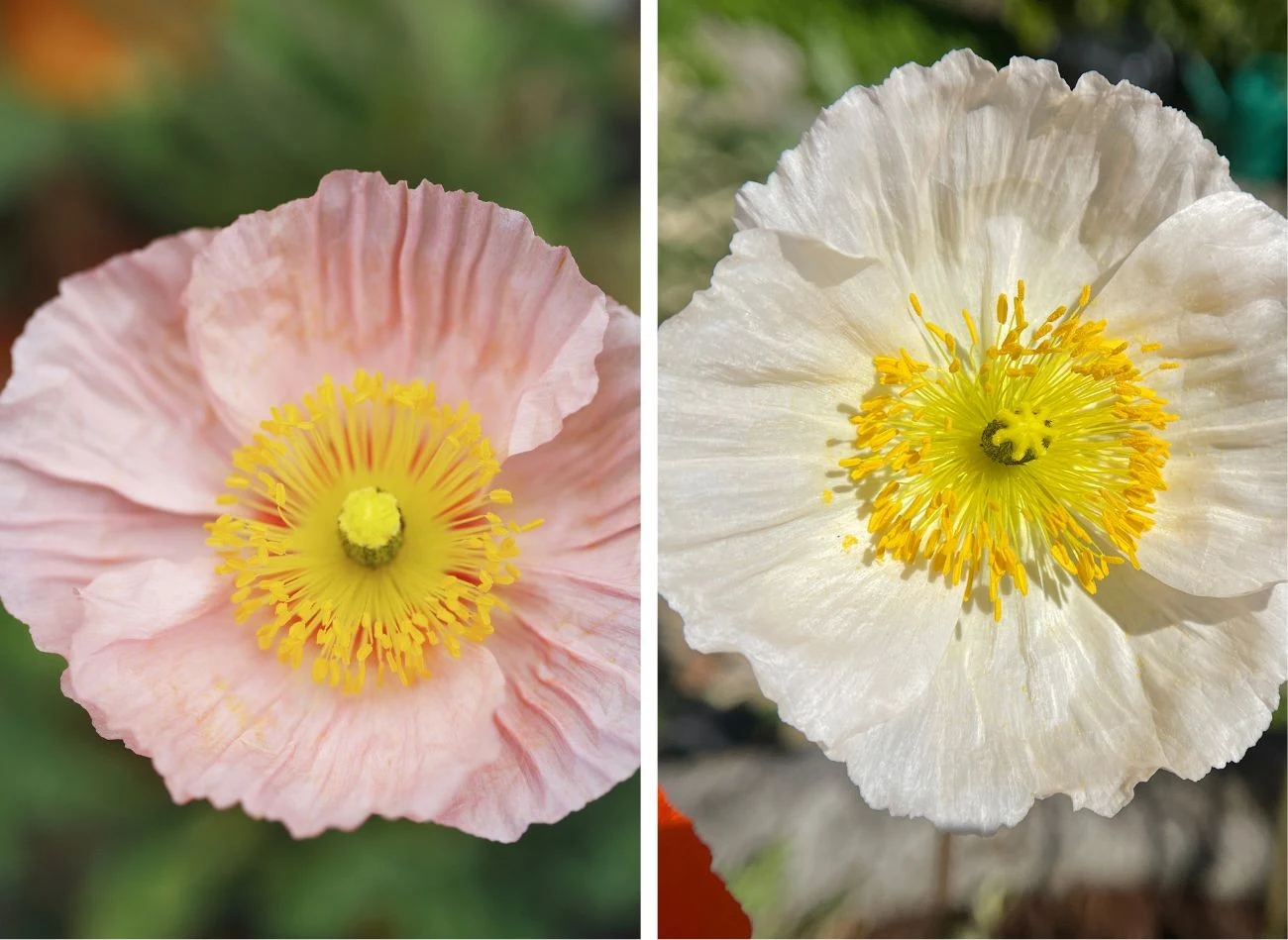 Mak syberyjski zachwyca kolorami i kształtem