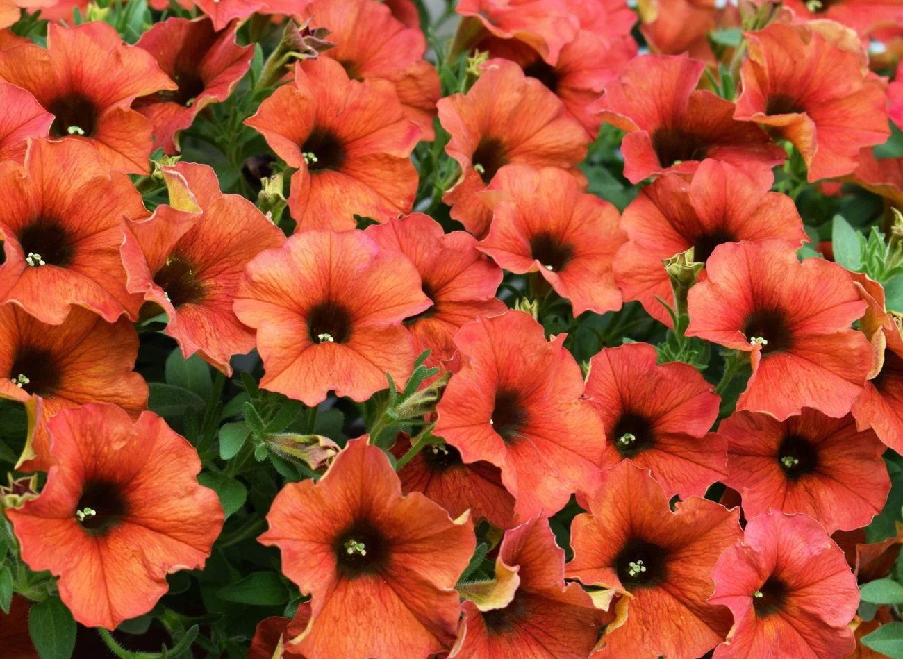 Dzięki domowej prostej odżywce surfinie będą bujnie kwitły aż do przymrozków