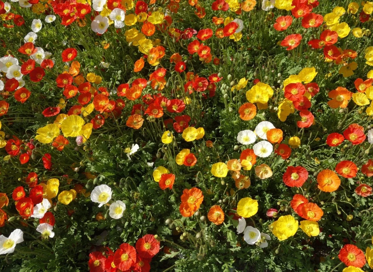 Maki syberyjskie kwitną do późnej jesieni