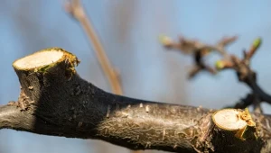 Rany po cięciu drzew lub krzewów doskonale leczą się same. Możesz wspierać regenerację tkanek, ale rób to rozważnie. Nie każdy polecany środek pomaga na rany.