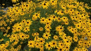 Rudbekie to jedne z kwiatów, które nie potrzebują częstego podlewania./Deccoria.pl