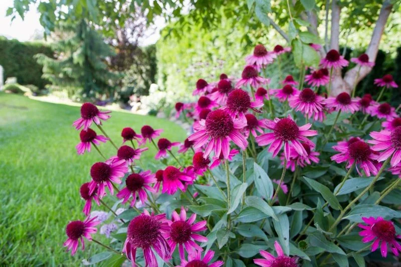 Jeśli chcemy zużywać mniej wody w ogrodzie, wybierzmy kwiaty, które dobrze znoszą suszę, np