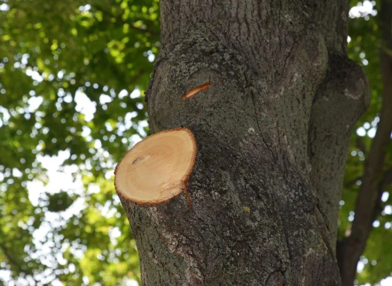 Rany po cięciu większych gałęzi i konarów potrafią zaleczać się bardzo długo