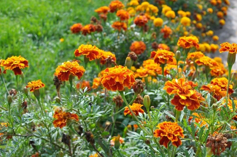 Aksamitki dobrze radzą sobie bez wody