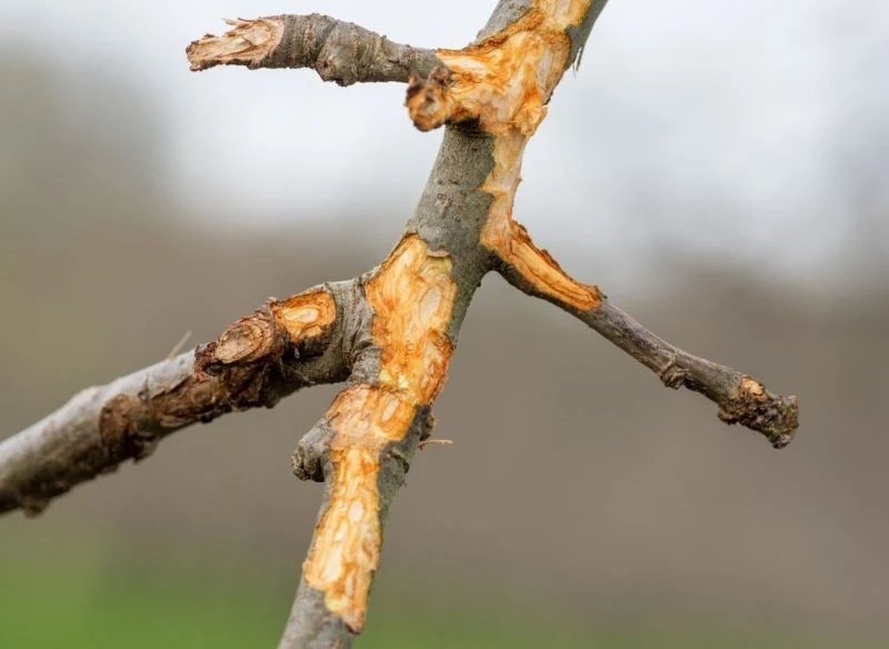 Przykład rany stycznej, powstałej w wyniku wygryzienia kory i warstwy miazgi na gałęzi drzewa owocowego