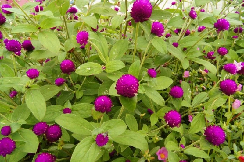 Do gomfreny kulistej nie trzeba biegać z konewką