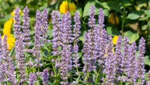 Kłosowce kwitną do końca września, zdobiąc ogród pięknymi kwiatostanami.