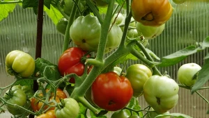 Wyjaśniamy, jak pielęgnować pomidory w końcówce sezonu.