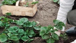 Sprawdź, kiedy przesadzać truskawki oraz jak je pielęgnować w nowym miejscu.