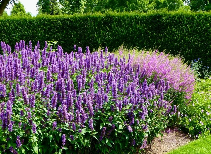 Kłosowce są odporne na okresowe susze, jednak nie tolerują zalegania wody
