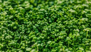 Rzeżucha ogrodowa jest dobrym poplonem po ogórkach. Szybko kiełkuje.