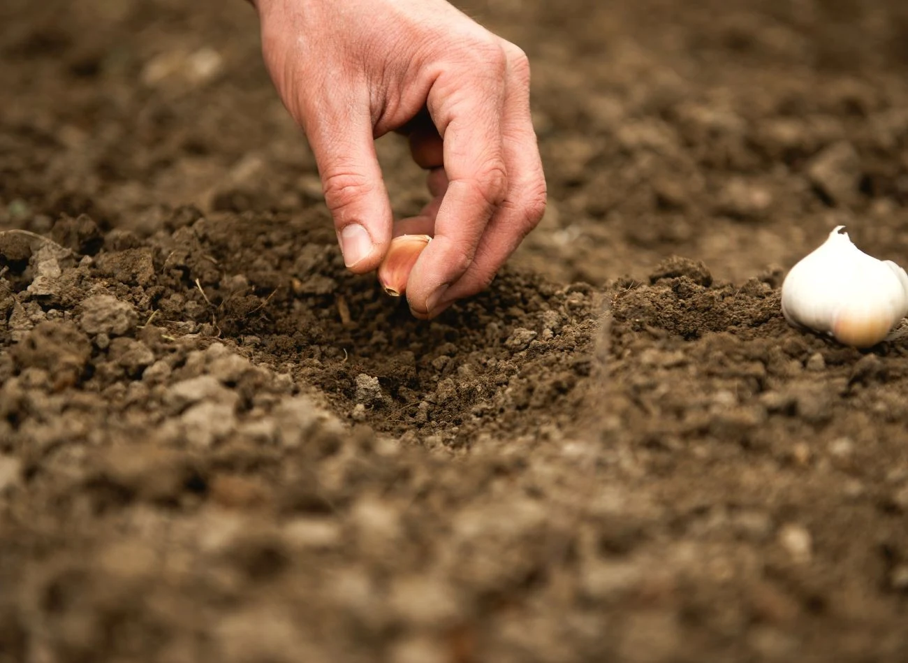 Na poplon po ogórkach dobrze sprawdzi się czosnek ozimy