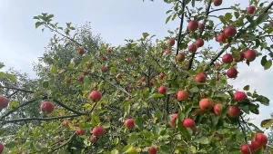 Letnie cięcie jabłoni to jeden z ważniejszych zabiegów, który wpływa nie tylko na owocowanie./Decoria.pl