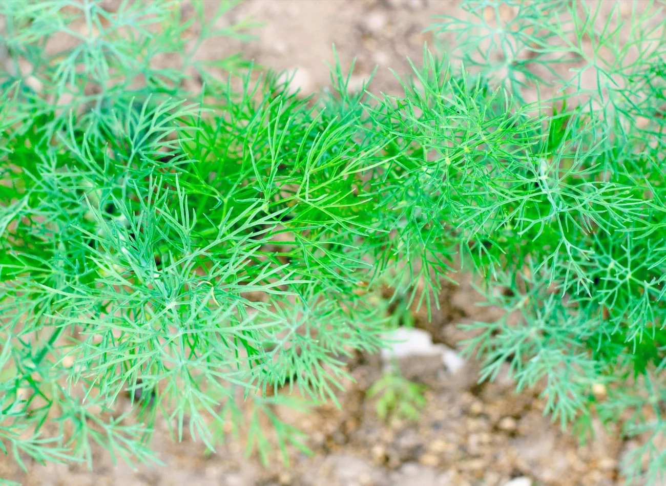 Koperek naciowy może być wysiewany późnym latem