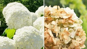 Hortensja pięknie wygląda, gdy zaschnie na krzaku. W ten sposób ogród wydaje się uśpiony, ale wciąż pełny i atrakcyjny. Jednak hortensje możesz spokojnie wysuszyć ręcznie i wykorzystać w domu. Fot. Omm-on-tour/izzzy71/CanvaPro