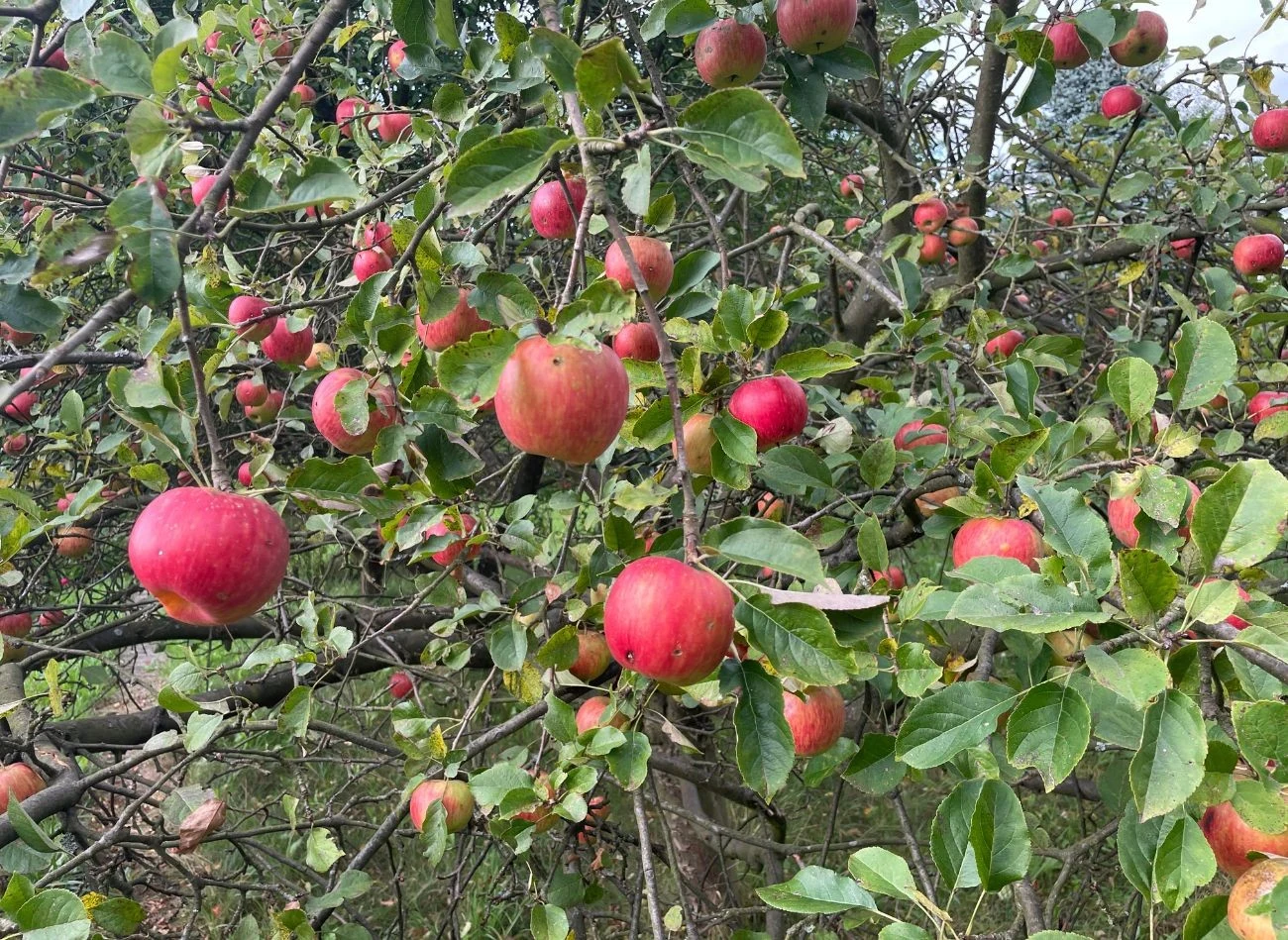 Jak przycinać jabłonie latem