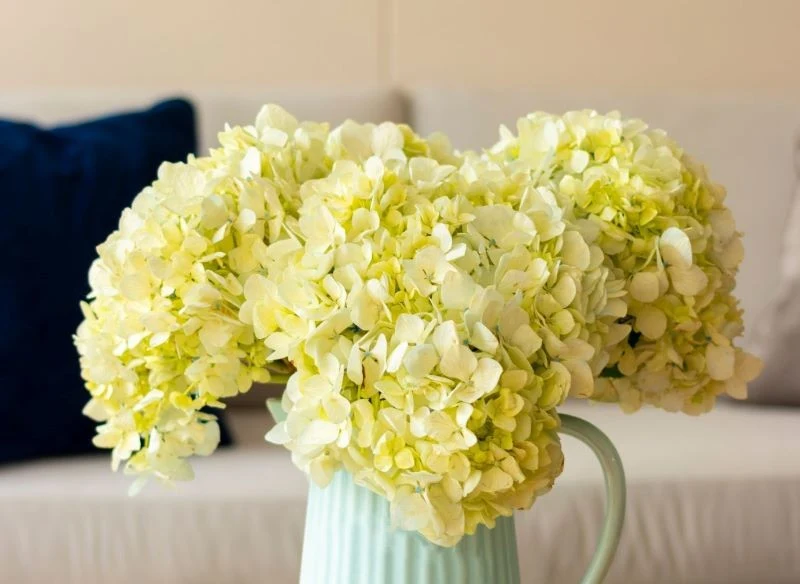 Suszenie hortensji w wazonie, dodając odrobinę wody, spowalnia proces i sprawia, że kwiaty zasychają bardziej naturalnie