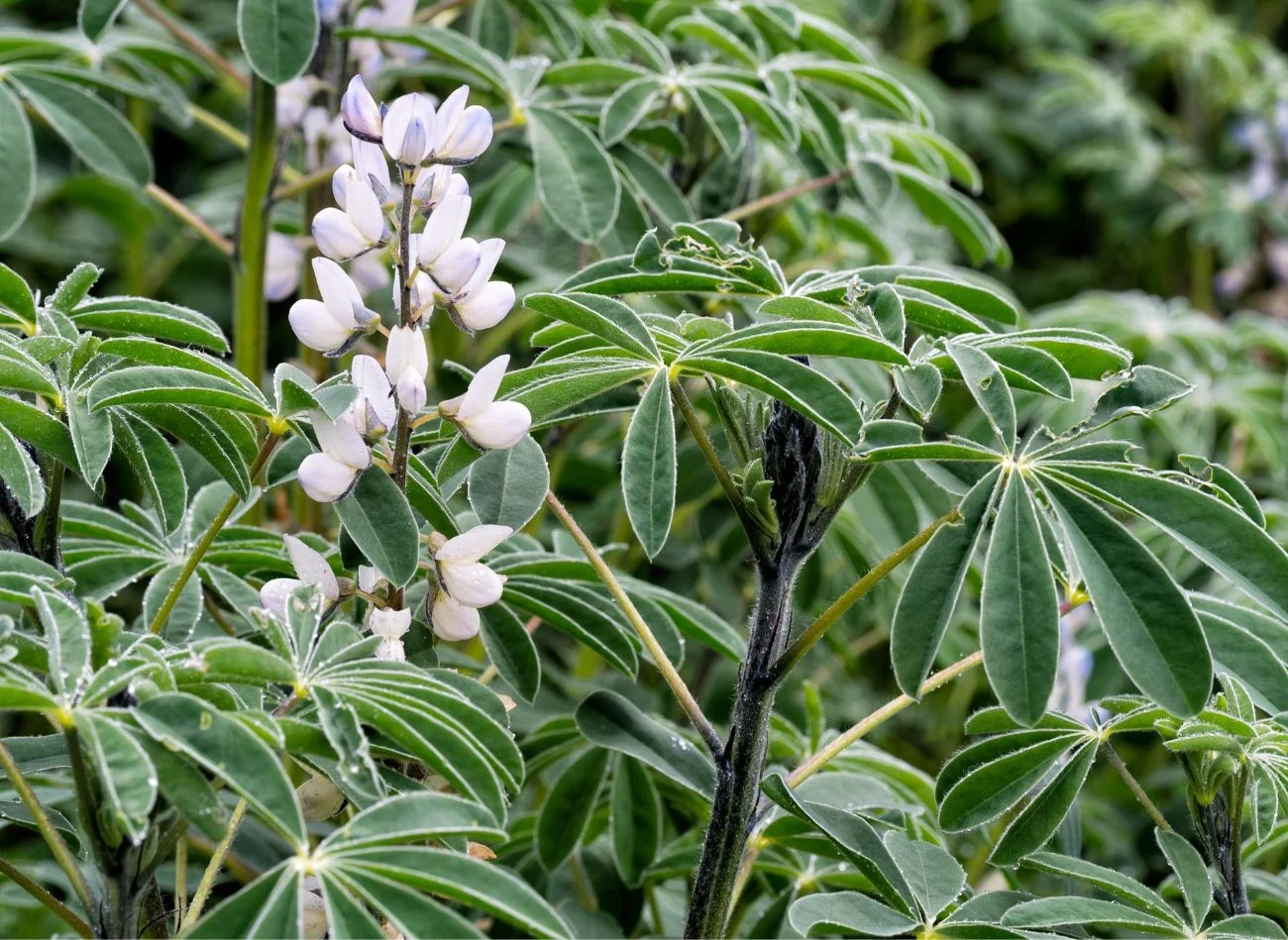 Łubin posadzony jako poplon wzbogaca glebę w azot