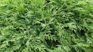 Jak wykorzystać gałęzie po ostatnim cięciu tui latem?