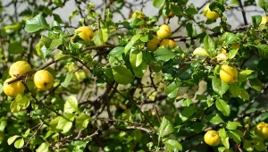 Przycinanie pigwowca japońskiego latem. Po cięciu trzeba go dokarmić