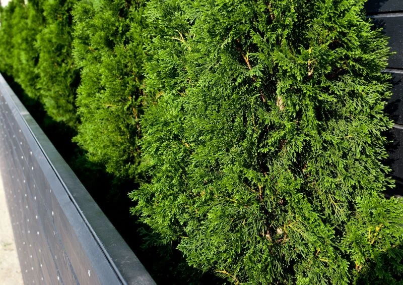 Kompost z tui można wykorzystać do roślin kwasolubnych