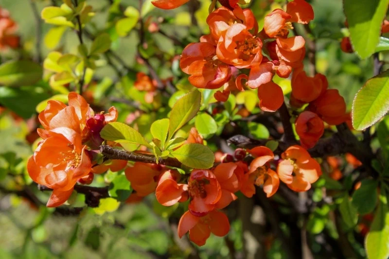 Przycinanie pigwowca japońskiego sprzyja lepszemu krzewieniu się rośliny i obfitszemu owocowaniu
