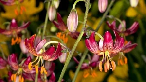 Lilia złotogłów - kiedyś jej kwiaty uważano za magiczne, dziś to oryginalna ozdoba letniego ogrodu./123F.com