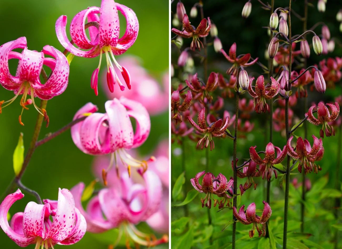 Lilia złotogłów występuje w wielu pięknych odmianach