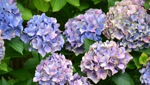 Zastanawiasz się, dlaczego hortensje brązowieją? 5 powodów wskazują zagraniczni eksperci. To one mogą być główną przyczyną przedwczesnej utraty koloru.