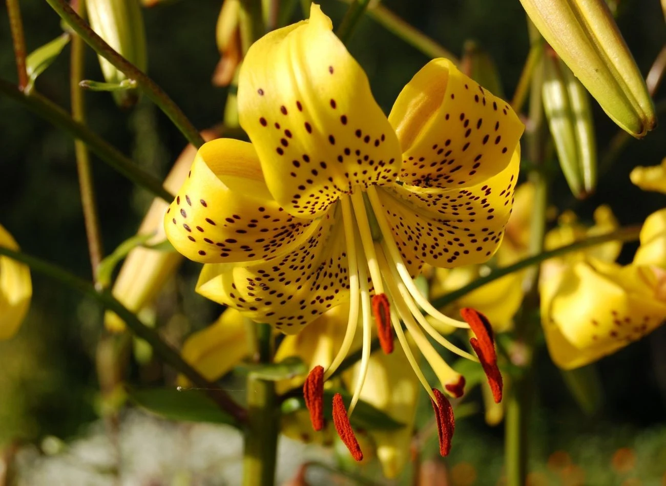 Lilia złotogłów nie toleruje obfitego podlewania, ma tendencje do gnicia