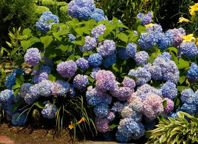 Wystawione na światło słoneczne, stale mocno ogrzewane hortensje potrafią brązowieć znacznie wcześniej, niż wynikałoby to z ich cyklu życia