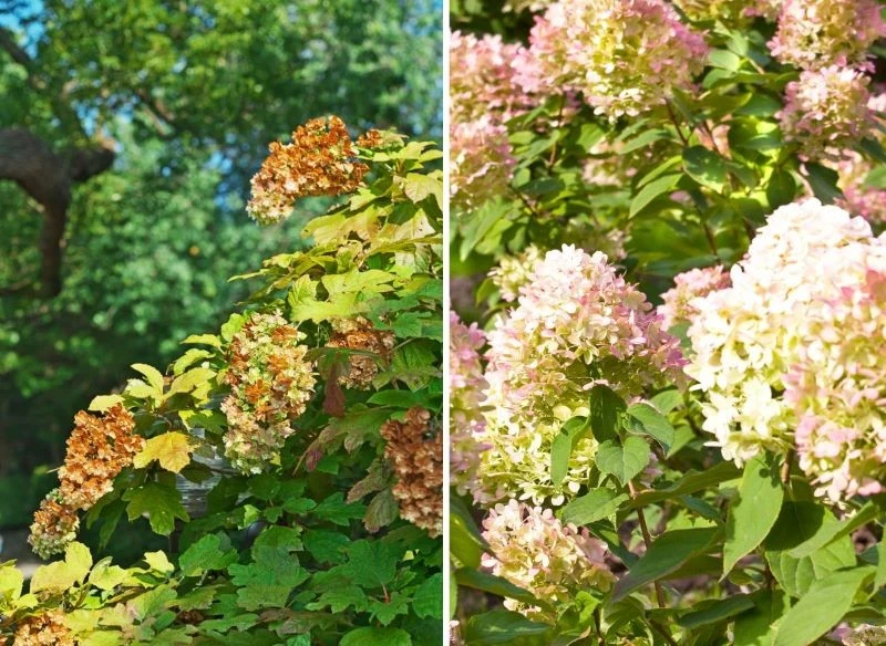 Brązowiejące kwiaty mogą świadczyć o braku wody, przegrzaniu, a także o inwazji szkodników