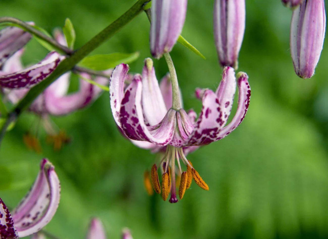 Lila złotogłów doskonale czuje się w zacienionym ogrodzie