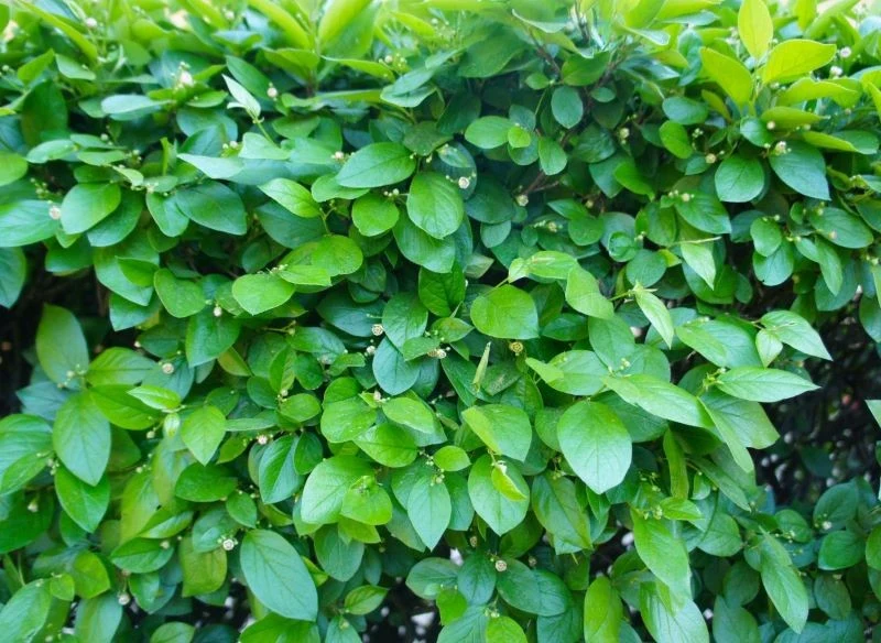 Irga błyszcząca przez cały sezon wygląda atrakcyjnie