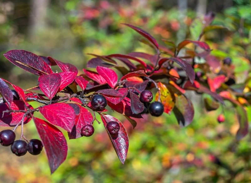 Owoce irgi błyszczącej są ptasim przysmakiem