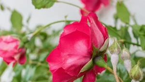 Późnym latem mączniak prawdziwy atakuje ze zdwojoną siłą. Domowym opryskiem zwalczysz go w 3 dni