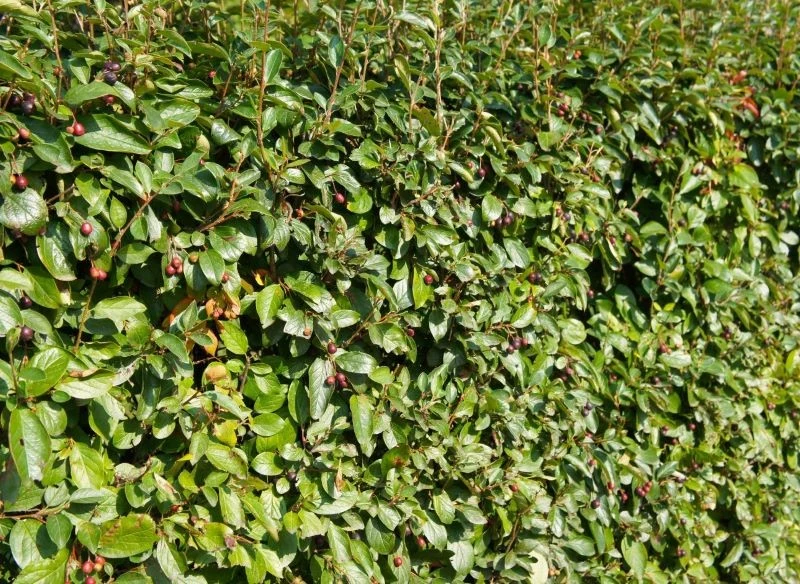 Wytrzymałość i długowieczność to największe zalety żywopłotu z irgi błyszczącej