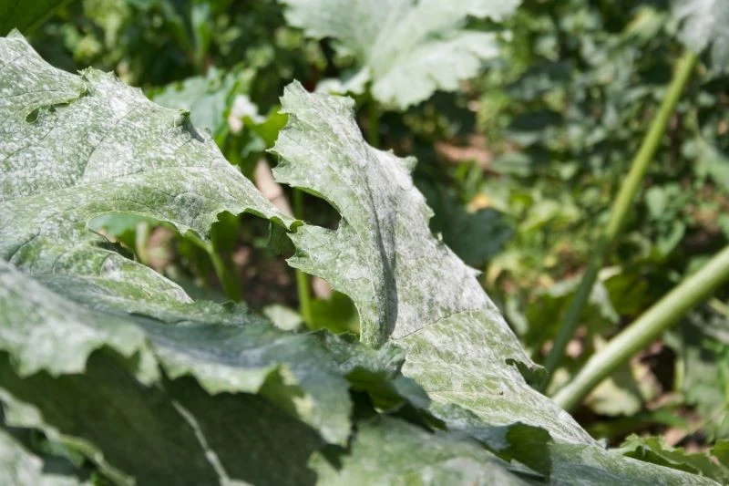 Cukinie i inne warzywa dyniowate są często porażane mączniakiem prawdziwym