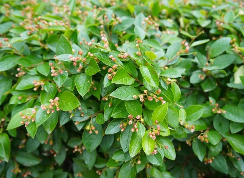 Uprawa irgi błyszczącej jest łatwa