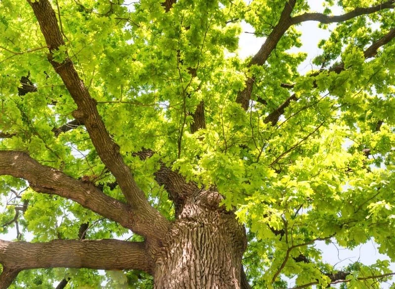 Rozłożyste drzewo na działce to piękny element aranżacyjny, jednak sąsiad może uważać inaczej