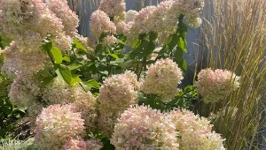 Jesienne nawożenie hortensji ma na celu przygotowanie krzewów do zimy./Deccoria.pl