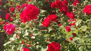 Kwitnące róże dodają rabatom kolorów, roztaczają wspaniały aromat i dekorują przestrzeń. Czy czarna plamistość może zniszczyć róże? Jak je chronić przed popularną chorobą?