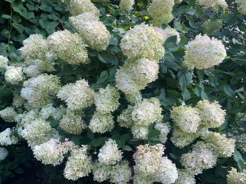 Nie wszystkie hortensje potrzebują tak samo kwaśnego podłoża