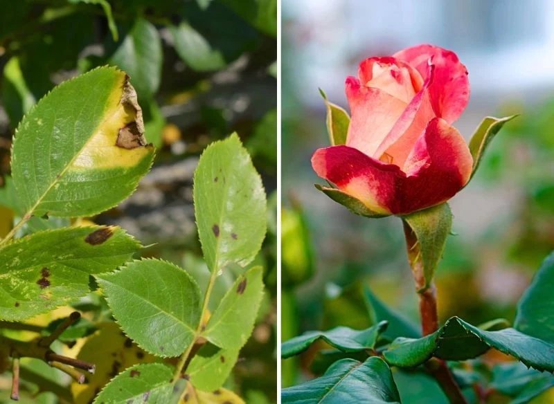 Zmiany wynikające z rozwoju choroby pojawiają się najpierw w dolnej partii rośliny na liściach, następnie zajmują wyższe piętra