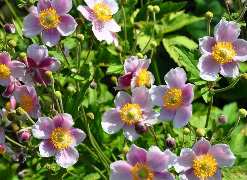 Zawilce japońskie nie tolerują bezpośredniego słońca