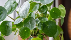 Pieniążek wymaga regularnego nawożenia, dlatego warto przygotować naturalny nawóz.