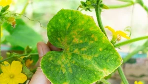 W tym sezonie ogórki, m.in. przez długotrwałą suszę, atakowane były przez wiele chorób.