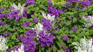 Heliotrop peruwiański kwitnie od lipca do pierwszych przymrozków.