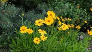 Nachyłki to kwiaty jednoroczne lub byliny, które kwitną zwykle od czerwca do września.