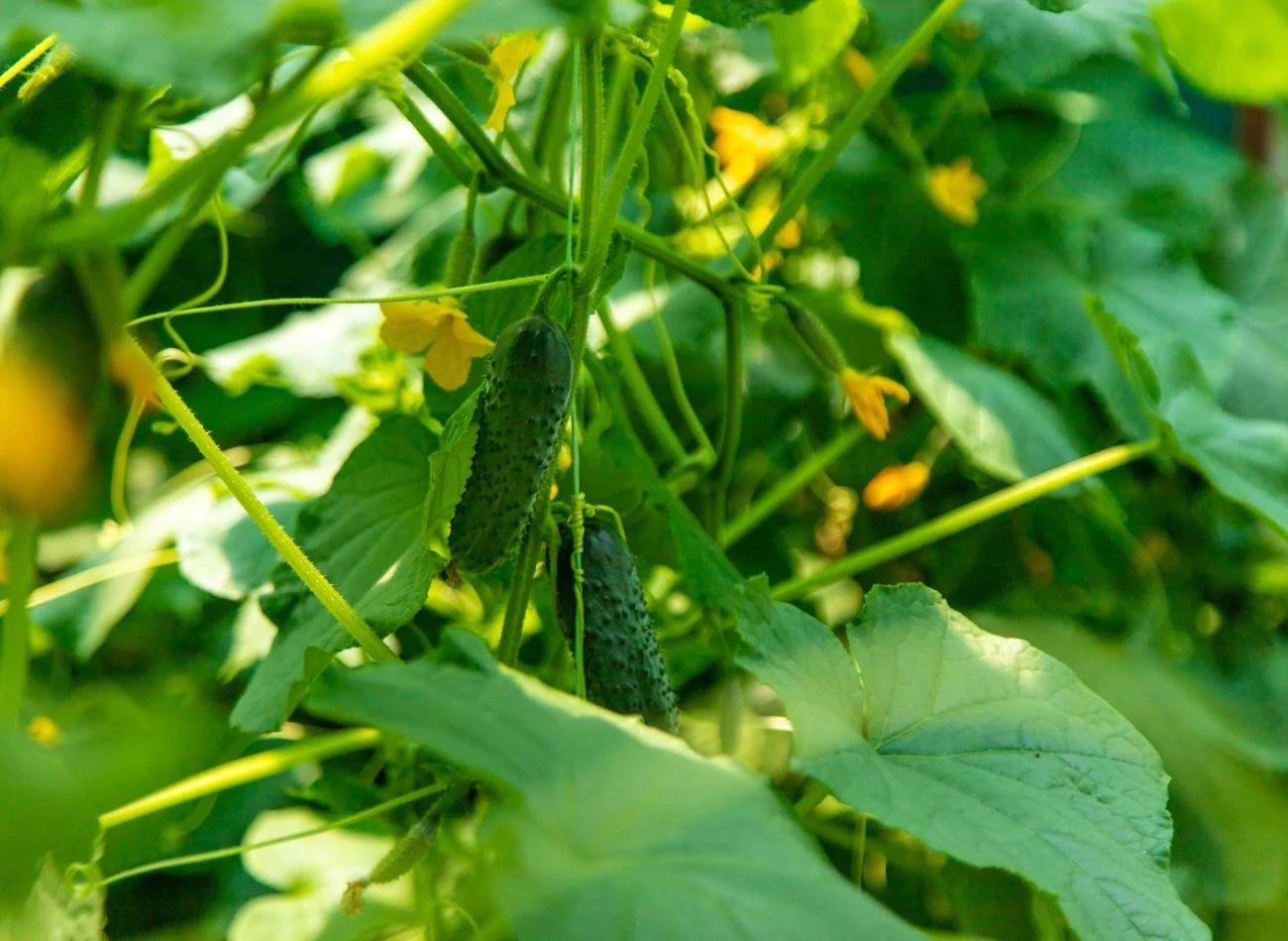 Planując uprawę ogórków w przyszłym roku, warto zaplanować tzw